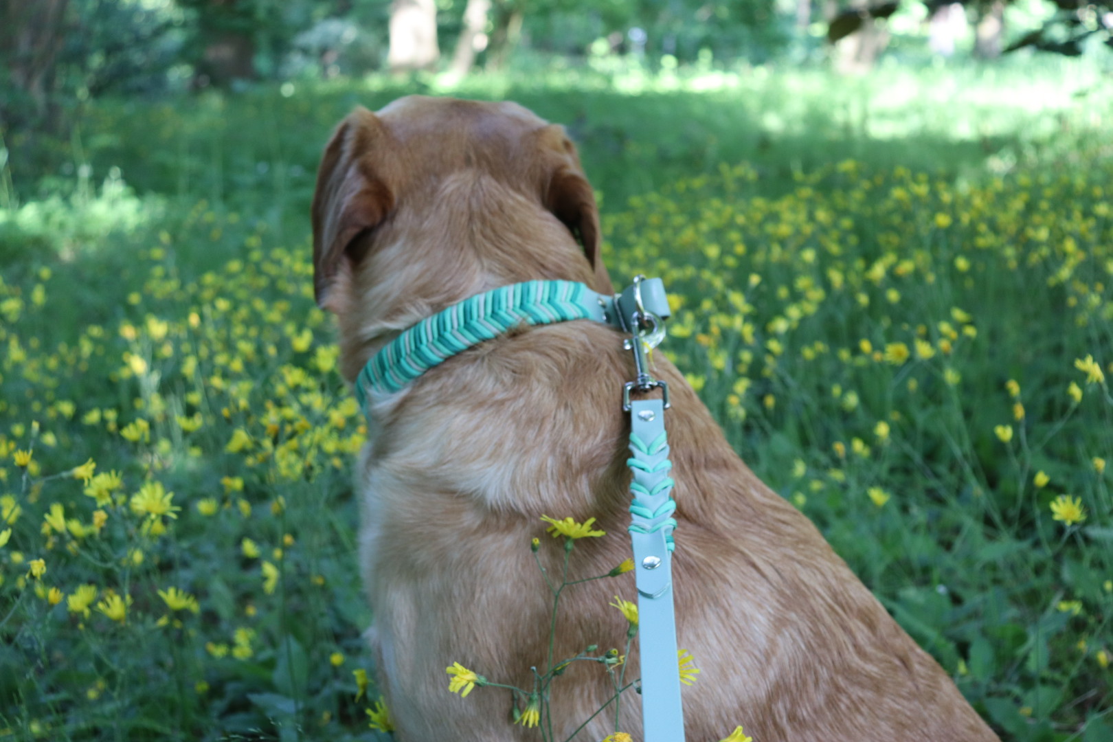 Visgraat paracord x biothane retriever halsband - Afbeelding 3
